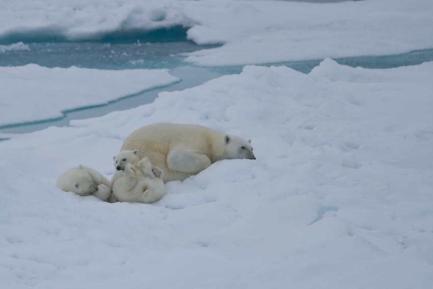 Polar Bears at Franz Joseph Polar Bears at Franz Joseph