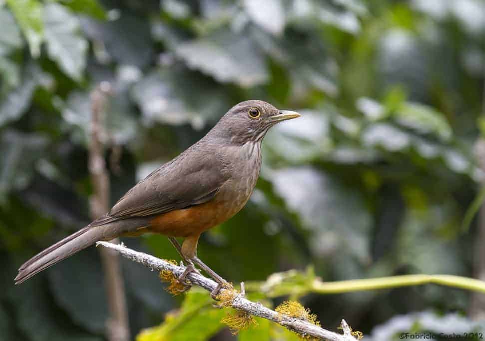 Rufous-bellied Thrush – Bird symbol of Brazil Rufous-bellied Thrush – Bird symbol of Brazil
