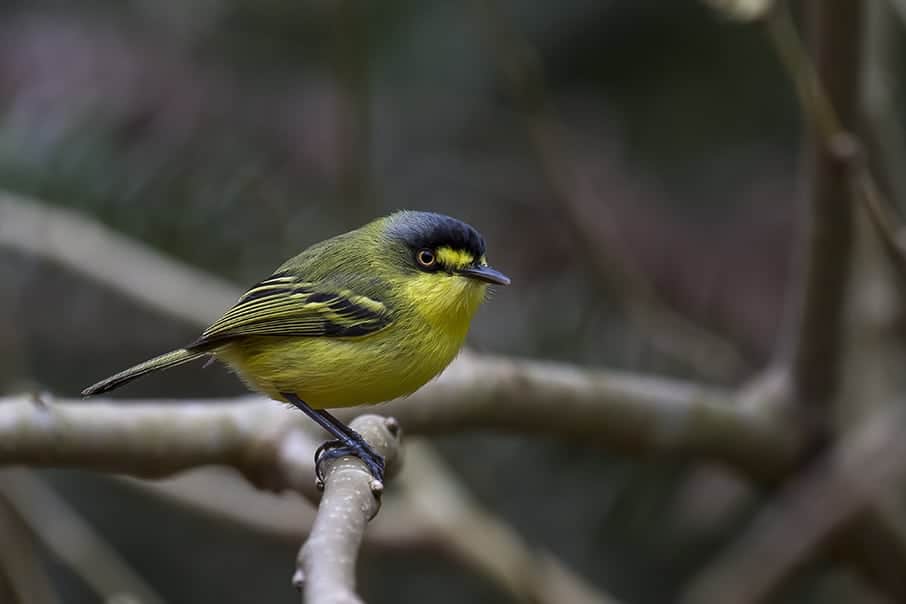 Yellow-lored Tody-Flycatcher Yellow-lored Tody-Flycatcher