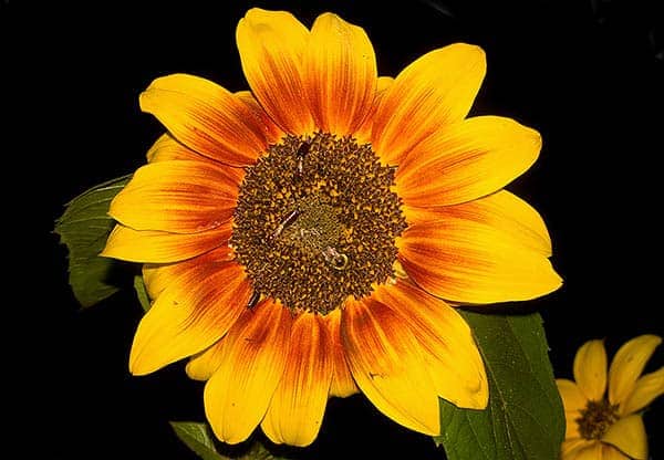 The Sunflower Bed & Breakfast The Sunflower Bed & Breakfast
