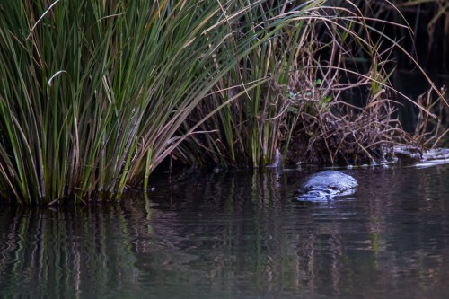 Platypus | Ornithorhynchus anatinus Platypus | Ornithorhynchus anatinus