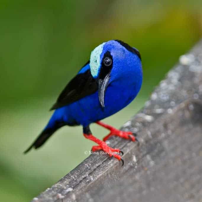 Wildlife Photo Adventure in Costa Rica! Wildlife Photo Adventure in Costa Rica!