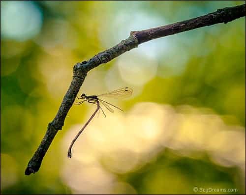 Tangled Damsel Tangled Damsel