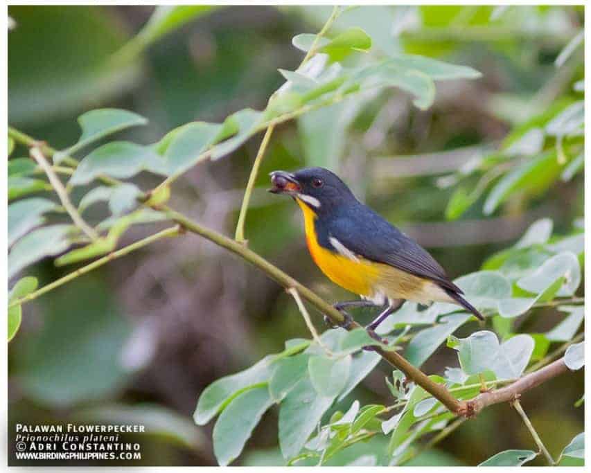 Flowerpeckers from the Philippines Flowerpeckers from the Philippines