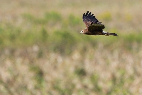 Pied Harrier | Circus melanoleucos Pied Harrier | Circus melanoleucos