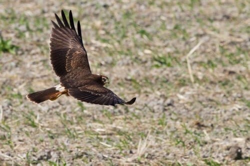 Bird Tour Report Bird Tour Report