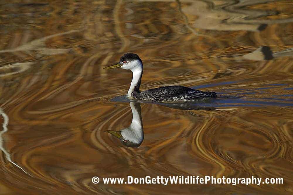 Bosque del Apache NWR by Don Getty – Part 3 Bosque del Apache NWR by Don Getty – Part 3