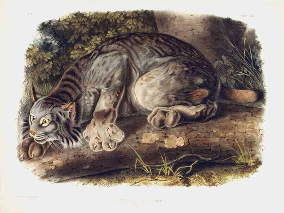 Rare Art Works by John James Audubon at Auction on December 5th Part II Rare Art Works by John James Audubon at Auction on December 5th Part II