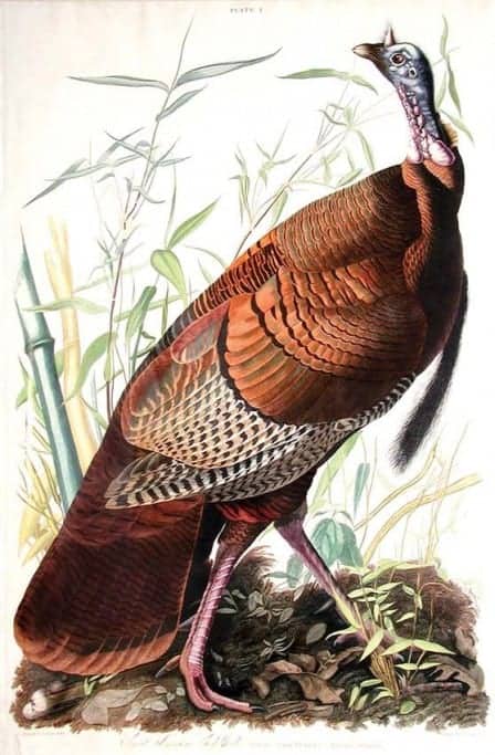 Rare Art Works by John James Audubon at Auction on December 5th Part IV Rare Art Works by John James Audubon at Auction on December 5th Part IV