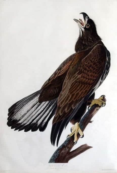 Rare Art Works by John James Audubon at Auction on December 5th Part VI Rare Art Works by John James Audubon at Auction on December 5th Part VI