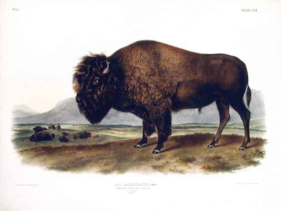 Rare Art Works by John James Audubon at Auction on December 5th Part V Rare Art Works by John James Audubon at Auction on December 5th Part V