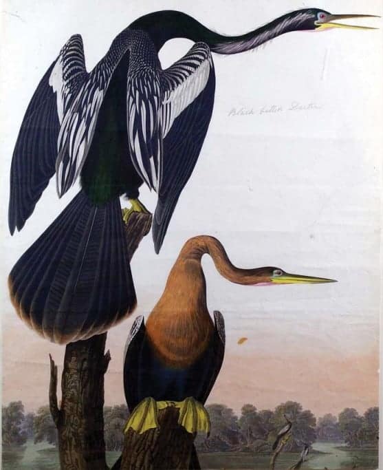 Rare Art Works by John James Audubon at Auction on December 5th Part III Rare Art Works by John James Audubon at Auction on December 5th Part III
