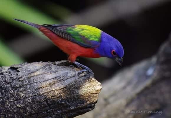 The Painted Bunting (Passerina ciris) The Painted Bunting (Passerina ciris)