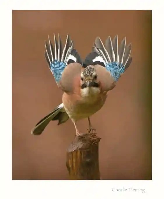 The Eurasian Jay (Garrulus glandarius) The Eurasian Jay (Garrulus glandarius)