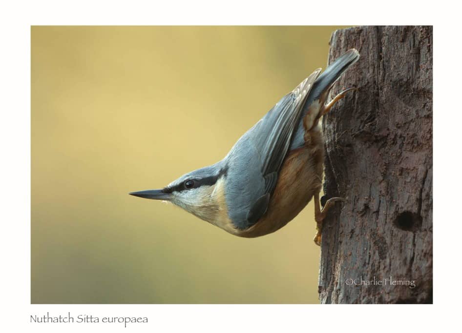 Nuthatch – Sitta europaea Nuthatch – Sitta europaea
