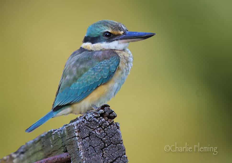 Kingfishers Kingfishers