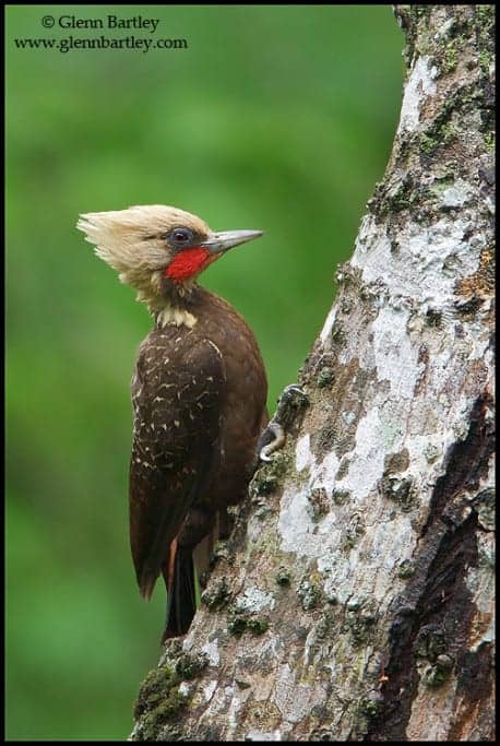 Want to Join our “Multi-author Wildlife Blog”? Want to Join our “Multi-author Wildlife Blog”?