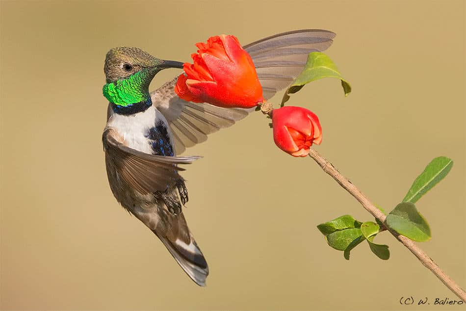Picaflor Cordillerano (Oreotrochilus leucopleurus) (adult male) Picaflor Cordillerano (Oreotrochilus leucopleurus) (adult male)