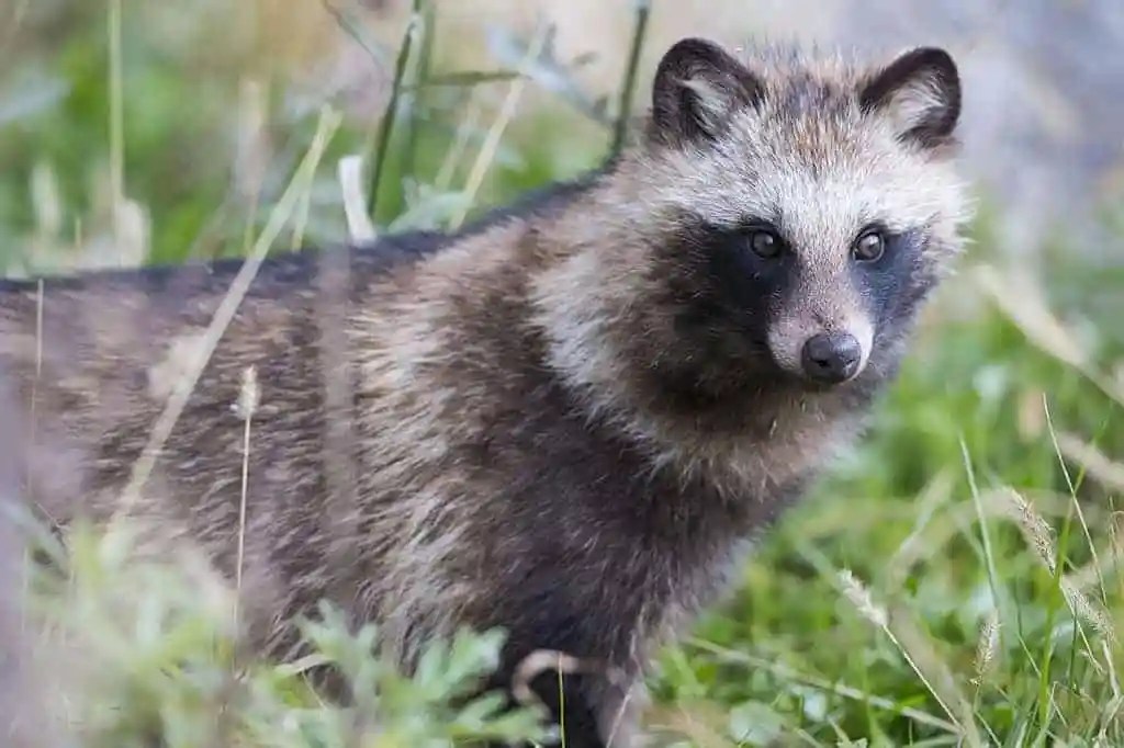 Japanese Raccoon Dog | Nyctereutes procyonoides viverrinus Japanese Raccoon Dog | Nyctereutes procyonoides viverrinus