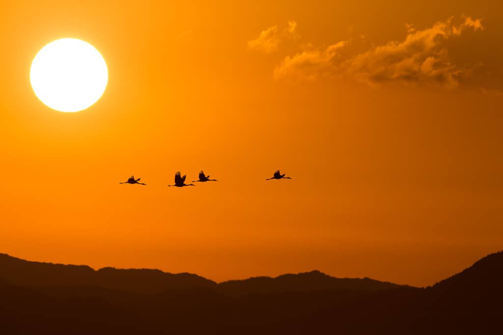 White-naped Cranes at Dawn White-naped Cranes at Dawn