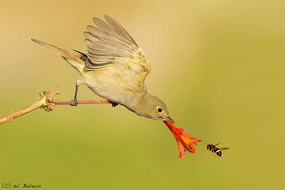 Fio Fio (Elaenia albiceps) and Wasp Fio Fio (Elaenia albiceps) and Wasp