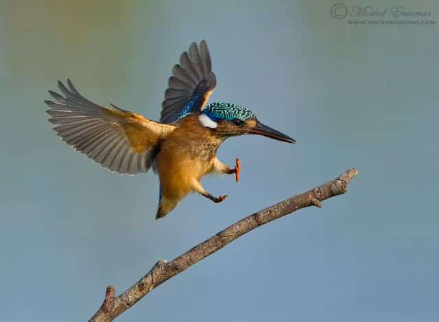Best Photo of the Week Ended 12 Jan 2013 Best Photo of the Week Ended 12 Jan 2013