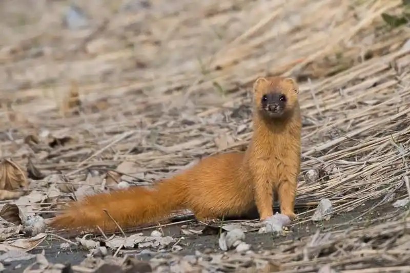 Japanese Weasel in Motion Japanese Weasel in Motion