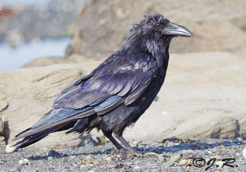 Common Raven (Corvus corax) Common Raven (Corvus corax)