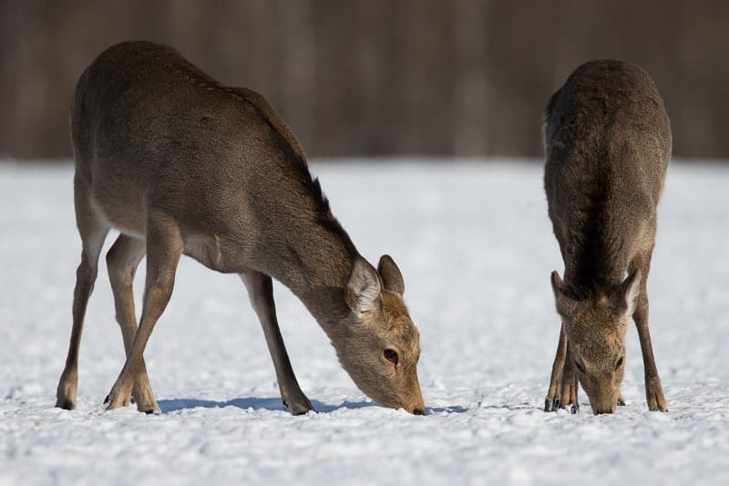 Mammals of Eastern Hokkaido Mammals of Eastern Hokkaido