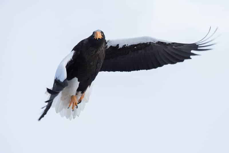 Steller’s Sea Eagle – Haliaetus pelagicus Steller’s Sea Eagle – Haliaetus pelagicus