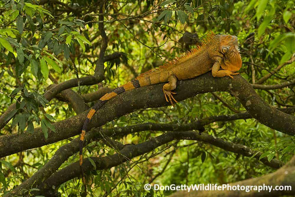 Costa Rica Photo Journal by Don Getty – Part 3 of 3 Costa Rica Photo Journal by Don Getty – Part 3 of 3