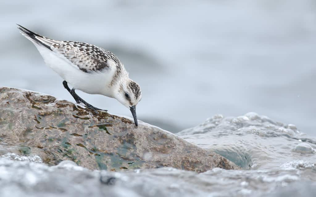 Sanderling Sanderling