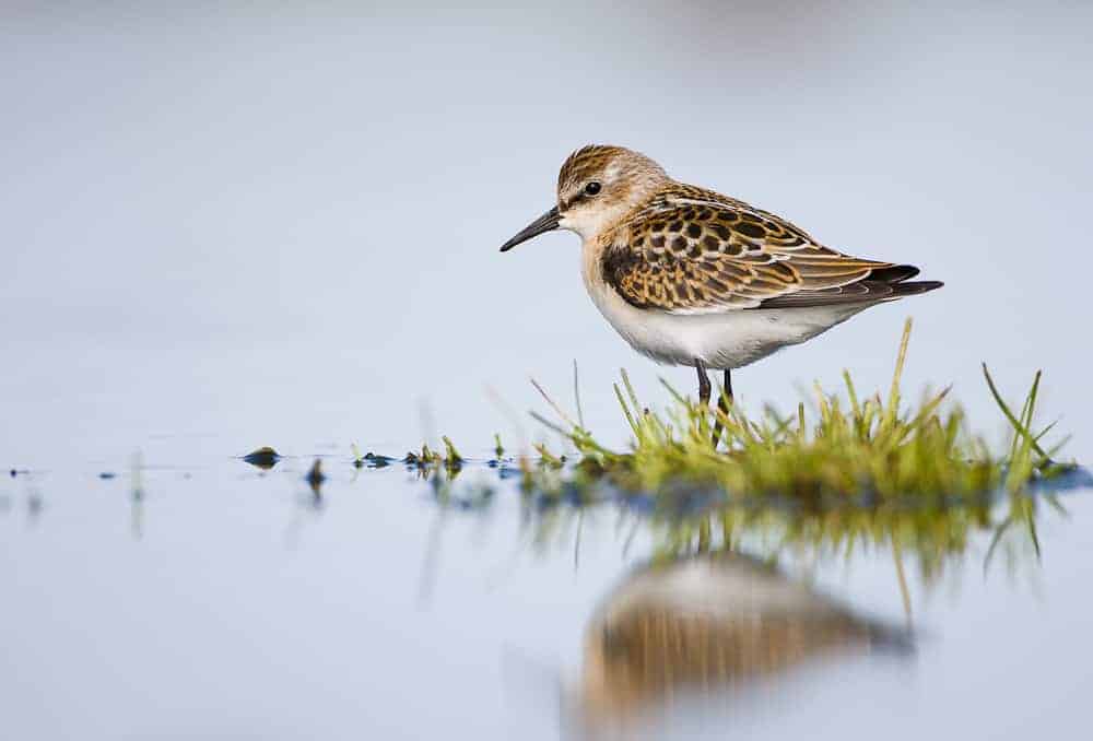 Little Stint (Calidris minuta) Little Stint (Calidris minuta)