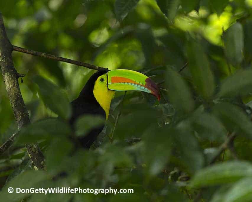 Costa Rica Photo Journal by Don Getty – Part 1 of 3 Costa Rica Photo Journal by Don Getty – Part 1 of 3