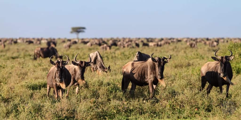 The great migration – circle of life The great migration – circle of life