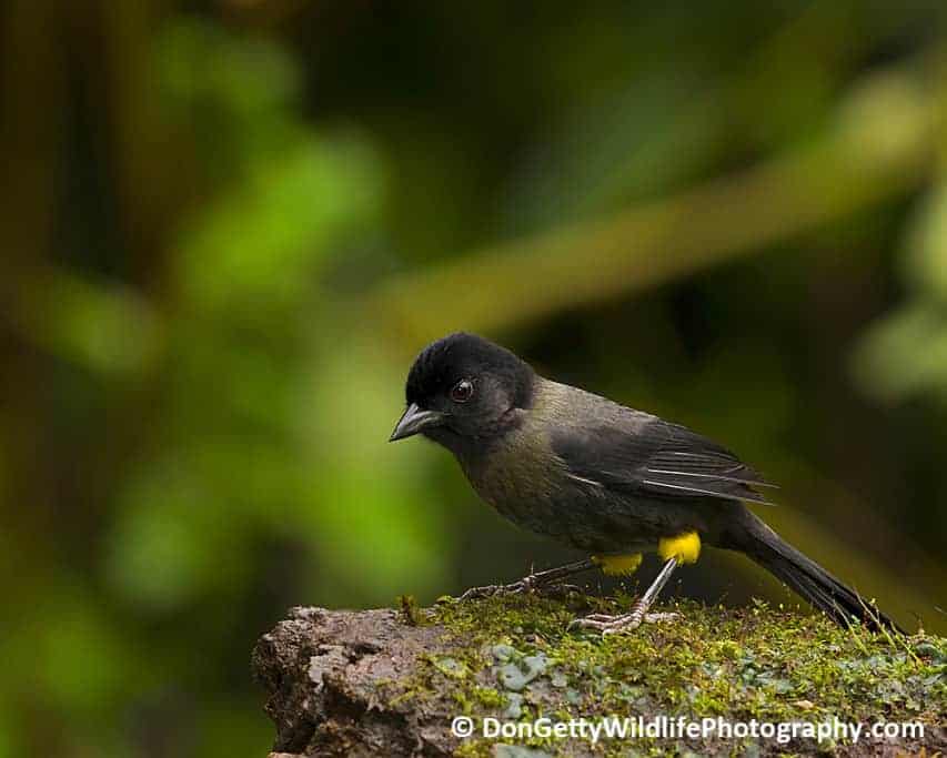 Costa Rica Photo Journal by Don Getty – Part 2 of 3 Costa Rica Photo Journal by Don Getty – Part 2 of 3