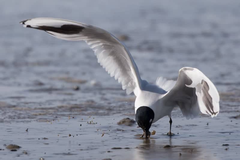 Saunders’s Gull (Chroicocephalus saundersi) Saunders’s Gull (Chroicocephalus saundersi)