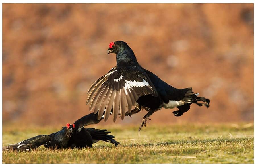 Black Grouse in Scotland Black Grouse in Scotland