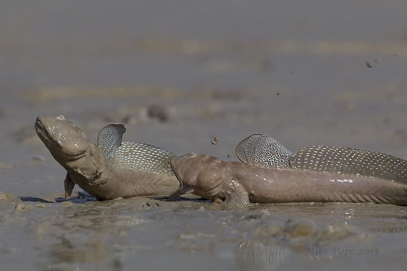 The Inter-tidal Mudskippers of Kuwait The Inter-tidal Mudskippers of Kuwait