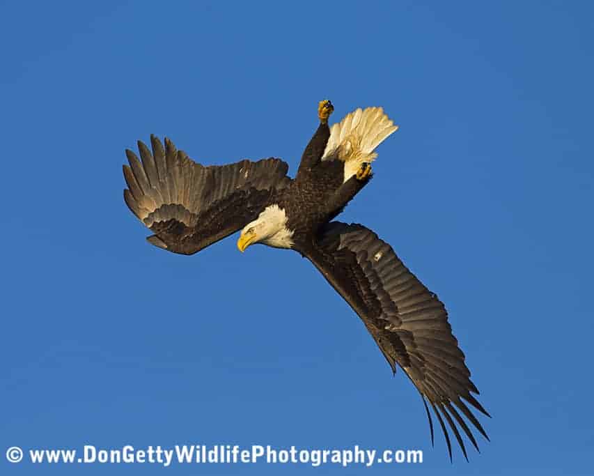 Bald Eagles of Alaska by Don Getty Bald Eagles of Alaska by Don Getty
