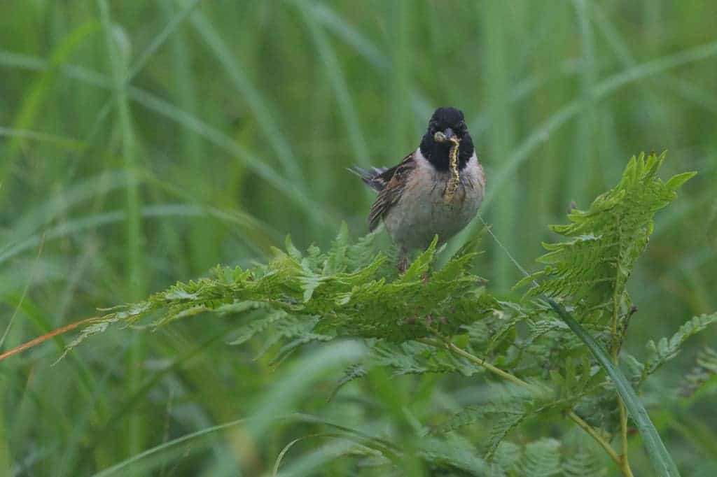 More Japanese Reed Buntings More Japanese Reed Buntings