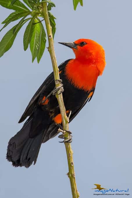 Federal (Scarlet-headed Blackbird) Federal (Scarlet-headed Blackbird)
