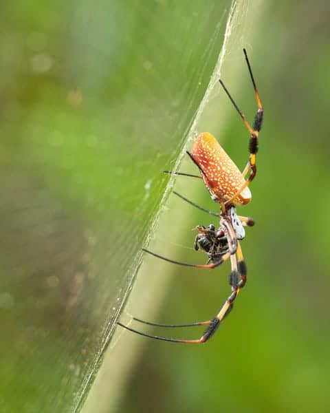 My Favorite Florida Spiders My Favorite Florida Spiders