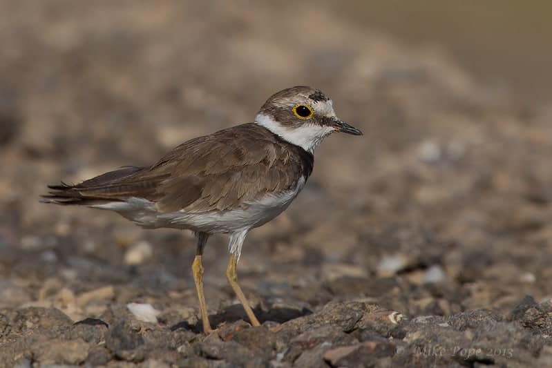 Jahra Pools Reserve, Kuwait Jahra Pools Reserve, Kuwait