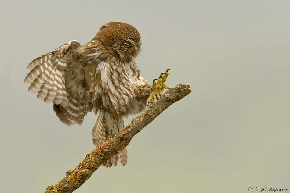 Chuncho (Glaucidium nanum) (Austral pigmy owl) Chuncho (Glaucidium nanum) (Austral pigmy owl)