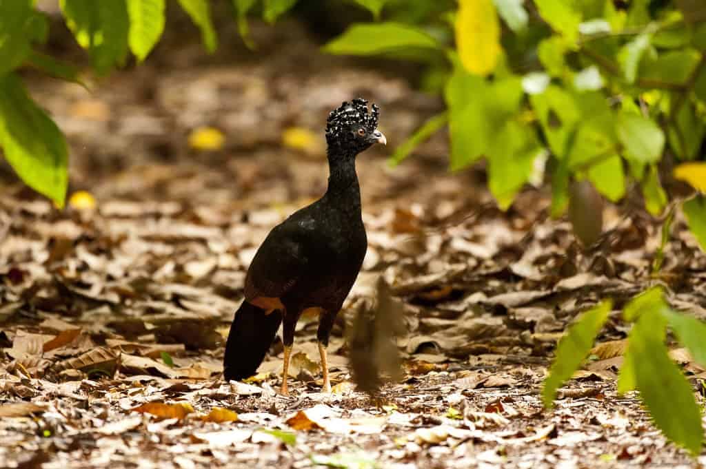 Hope for the Red-knobbed Curassow Hope for the Red-knobbed Curassow