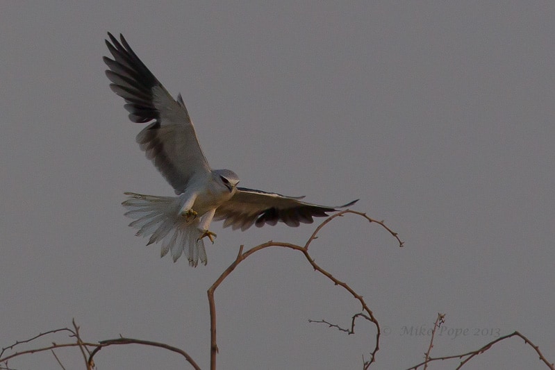 Early Autumn Migration in Kuwait Early Autumn Migration in Kuwait