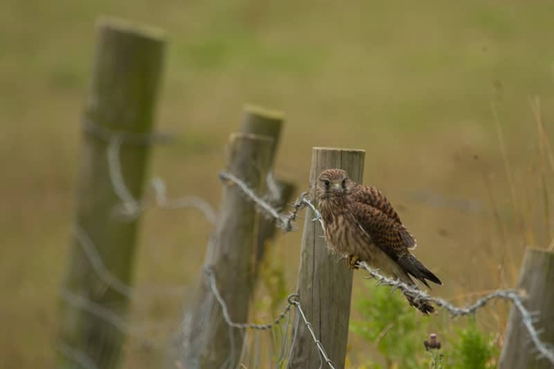 Windhover Woes Windhover Woes