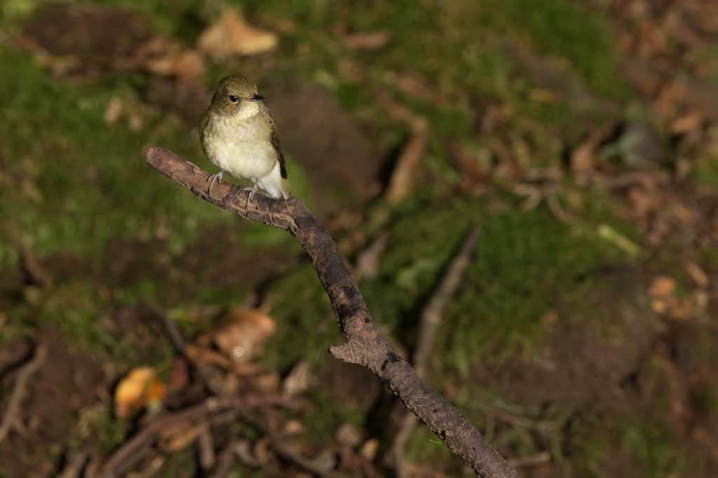 Narcissus Flycatcher (female) Narcissus Flycatcher (female)