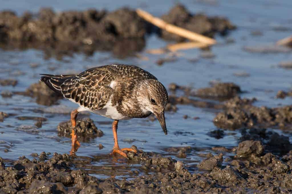 Recent Birding Tour of Northwestern Kyushu Recent Birding Tour of Northwestern Kyushu